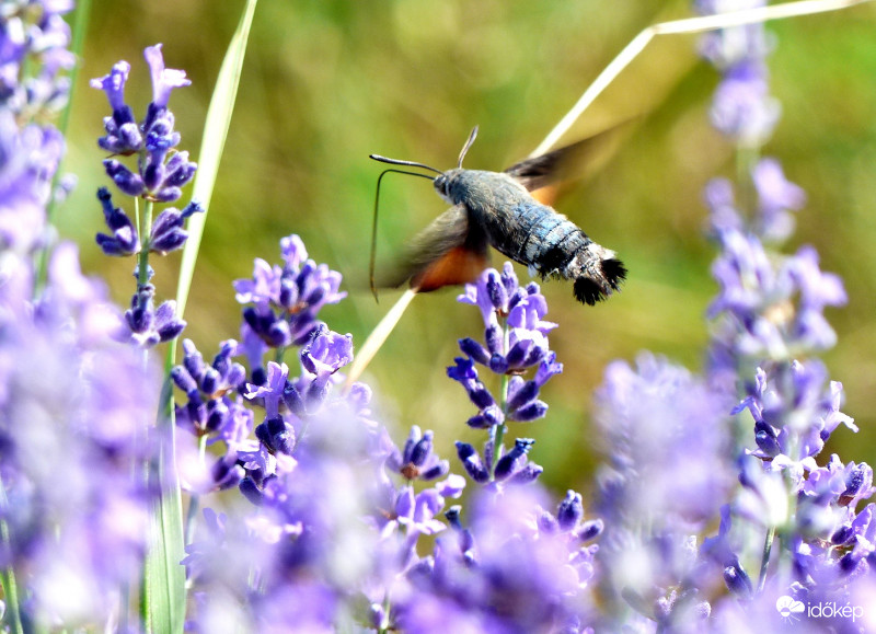 Kacsafarkú szender Tihanyból