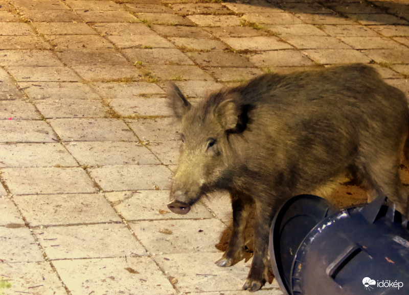 A kaja elfogyott! Viszlát hamarosan...