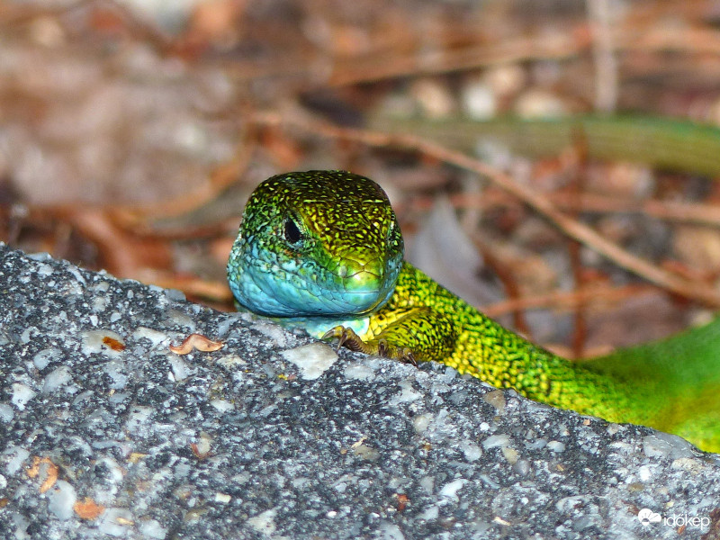 "Sárkány" portré :-)