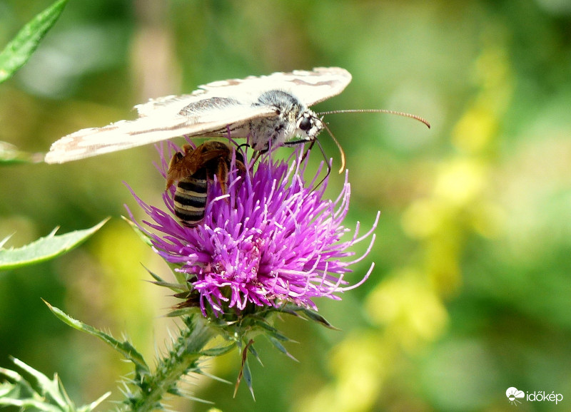 Napernyő alatt a társbérlő :-)