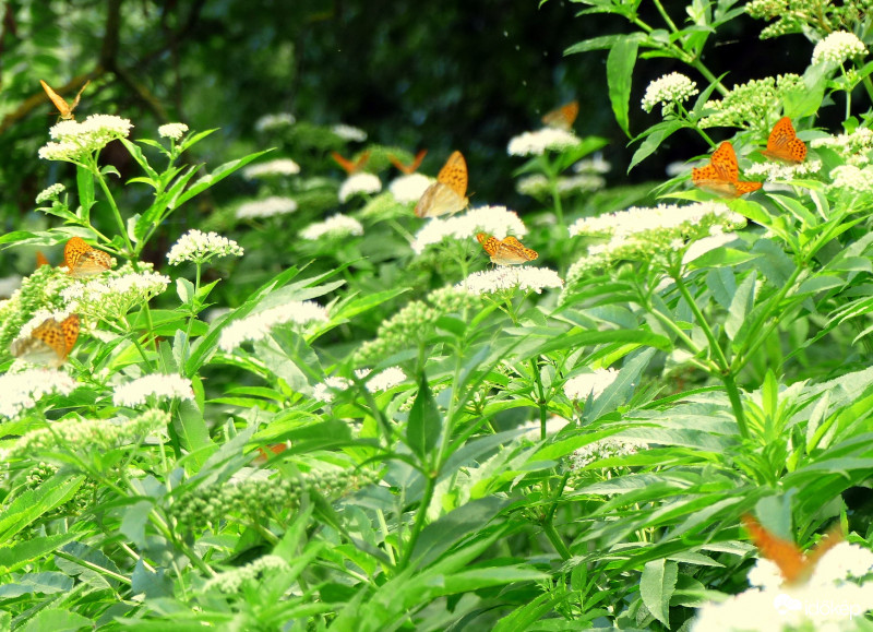 Pillangók paradicsoma