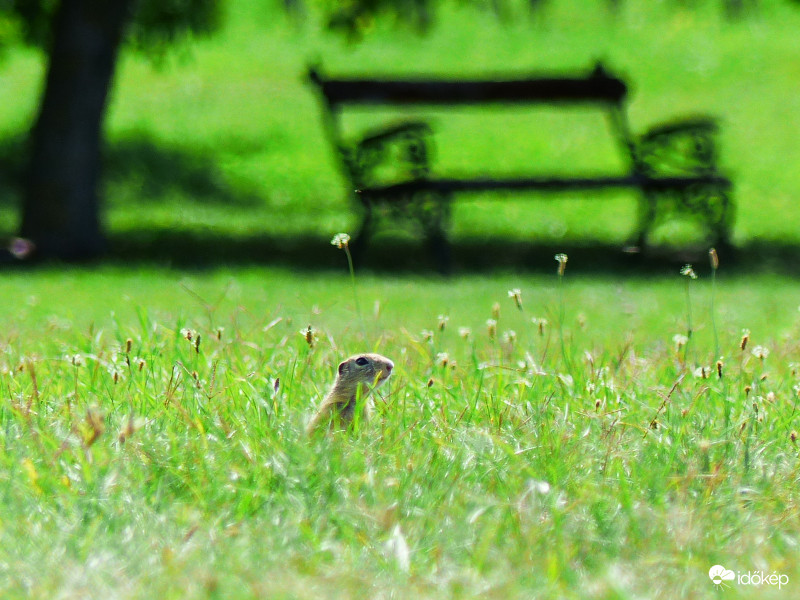 Itt megférnek együtt...