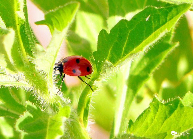 Lépegető, de nem birodalmi...