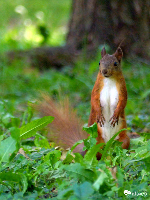 Gyertek Ti is az árnyékba!