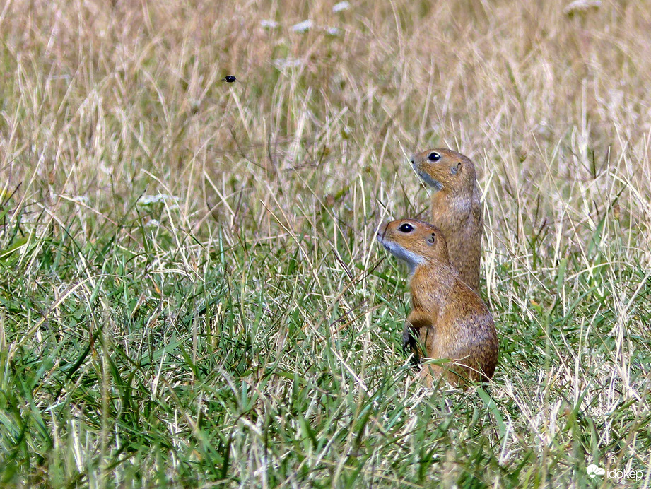 Bűvőljük együtt!