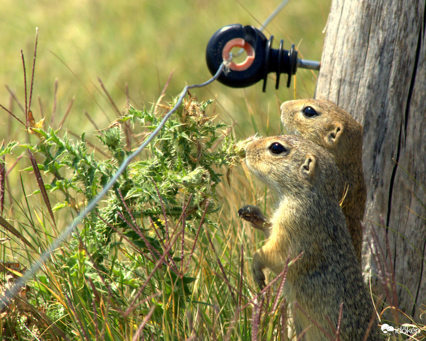 Szerinted mi van ott?