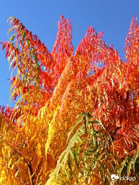 Színek sokasága...