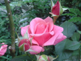 rózsaszín rózsa