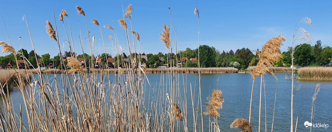 Kitekintés a nádasból