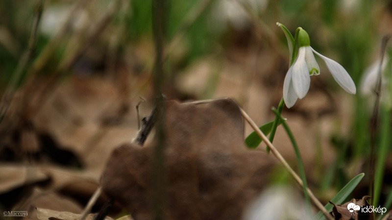 A kiválasztott.