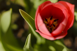 Márciusi tulipán