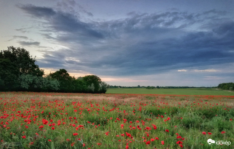 Kecskemét határában. 
