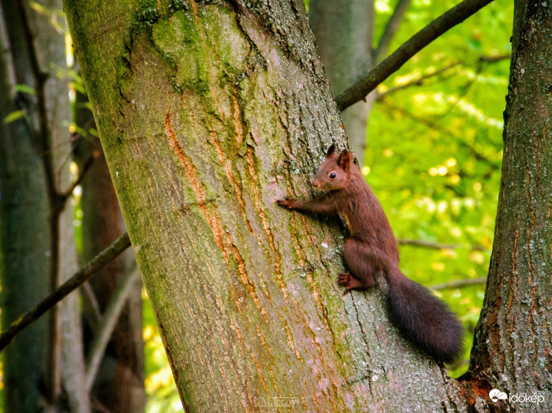 "Mókuska, mókuska, felmászott a fára... "