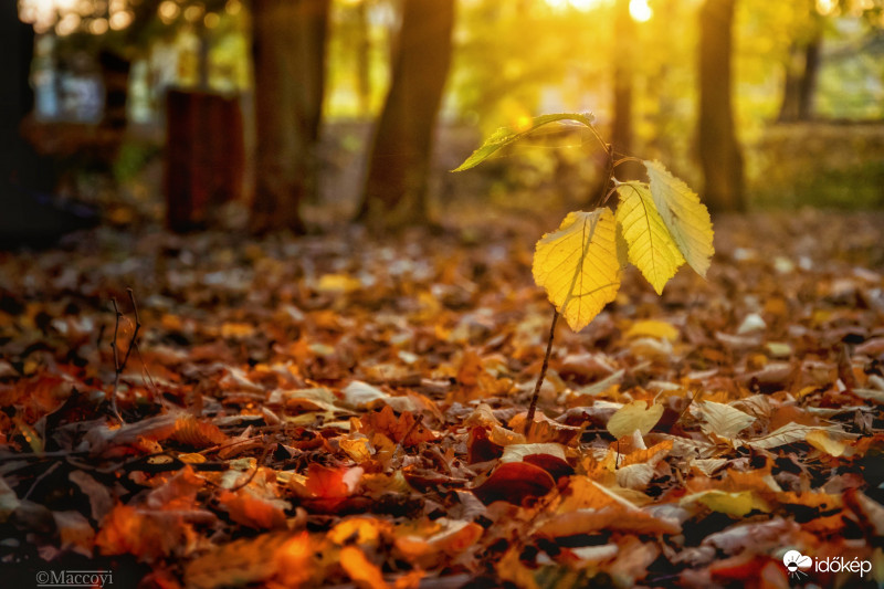 A lenyugvó nap fényében. 