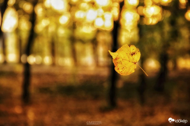 "Hull az elsárgult levél..." 