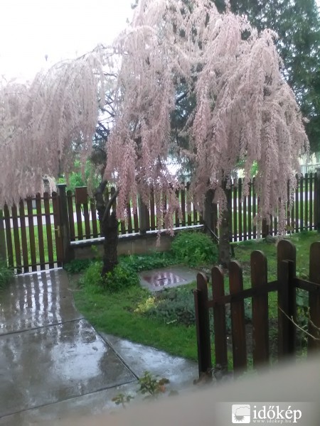 Még a cédrus fa is lefelé hajlik az esőben. 