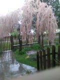 Még a cédrus fa is lefelé hajlik az esőben. 