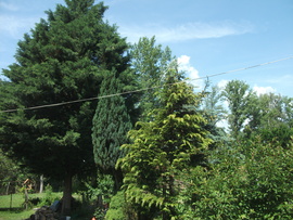 Báta