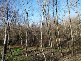 Báta