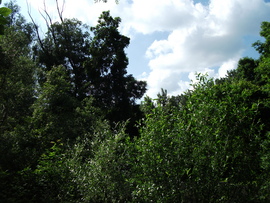 Báta