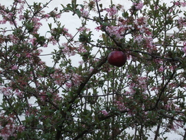 Nagyon korai nyári alma./Szakura Malus/