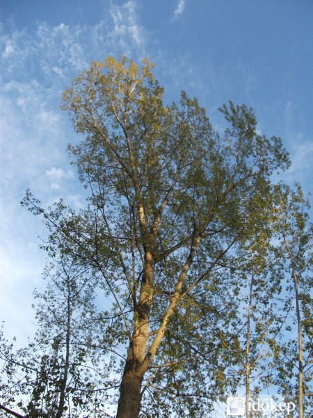 Nyárfa