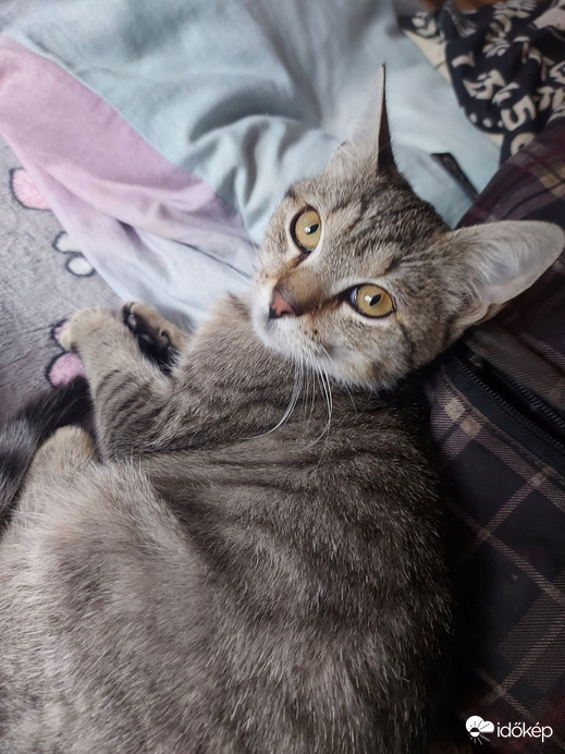 Macska