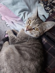 Macska