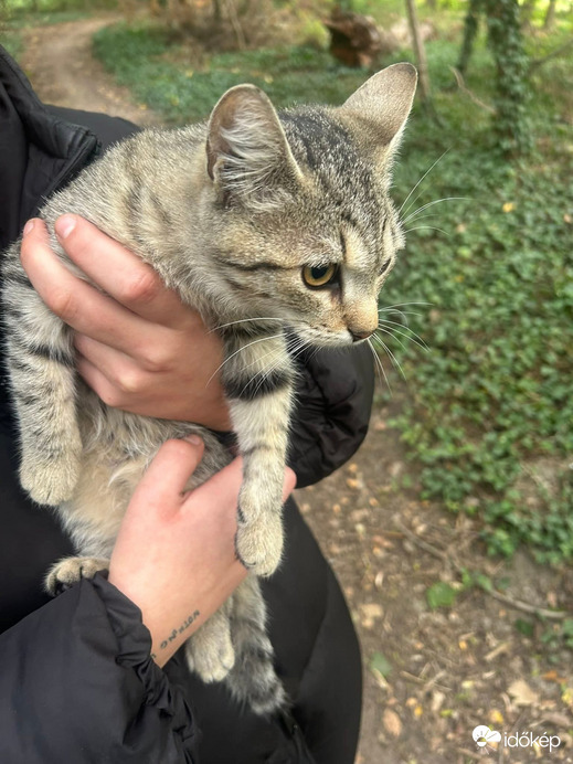 Egyik barátom találta meg az egyik elkóborolt macskám, és hozta haza nekem
