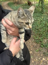 Egyik barátom találta meg az egyik elkóborolt macskám, és hozta haza nekem