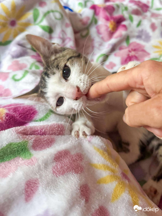 A képen a mutatóujjam megrágcsálása történik