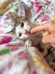 A képen a mutatóujjam megrágcsálása történik