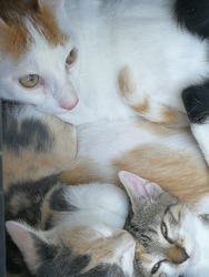 Kismacskák és az anyukájuk ma reggel :)