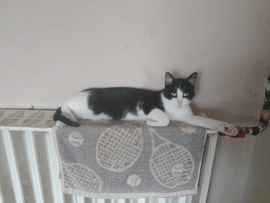 Amikor elindul a fűtés, rögtön felugrik :)