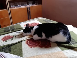 A macskának az asztalterítőn a helye
