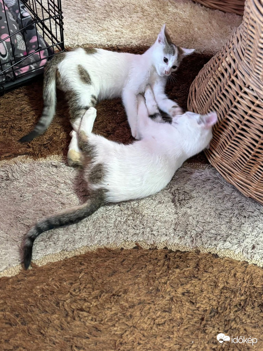 Kora reggel is megy a játék