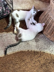 Kora reggel is megy a játék