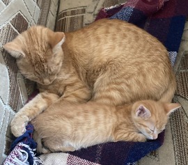 Esti pihengetés :) Kis vöröske és anyukája