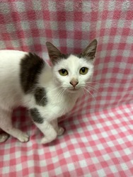 Na mit csinál a gazdi már megint? 