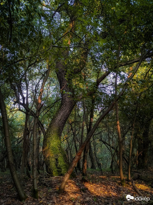 Nagykőrös