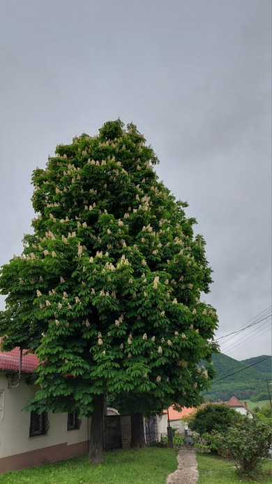 Bajna
