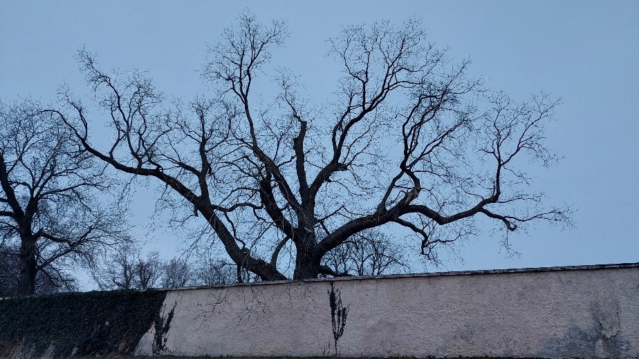 Bajna