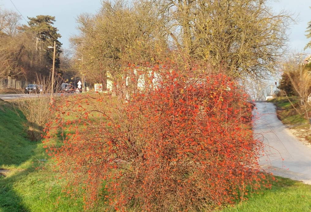 Bajna