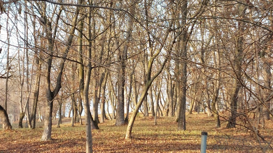 Bajna