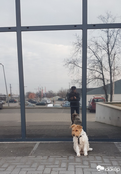 Dorog