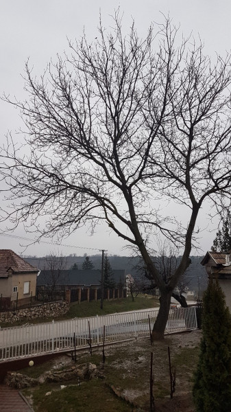 Bajna