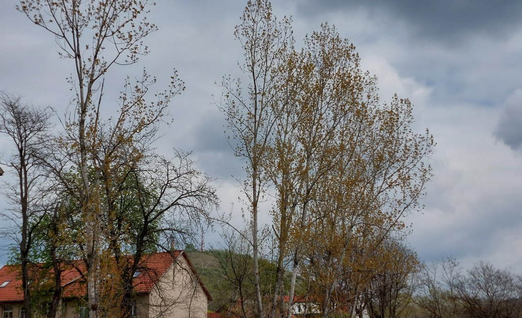 Dorog