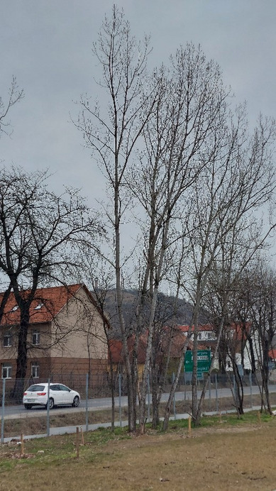 Dorog