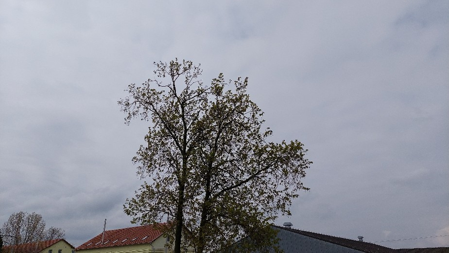 Dorog