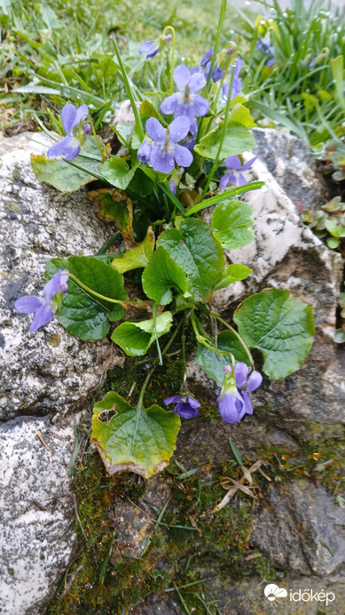 Bajna